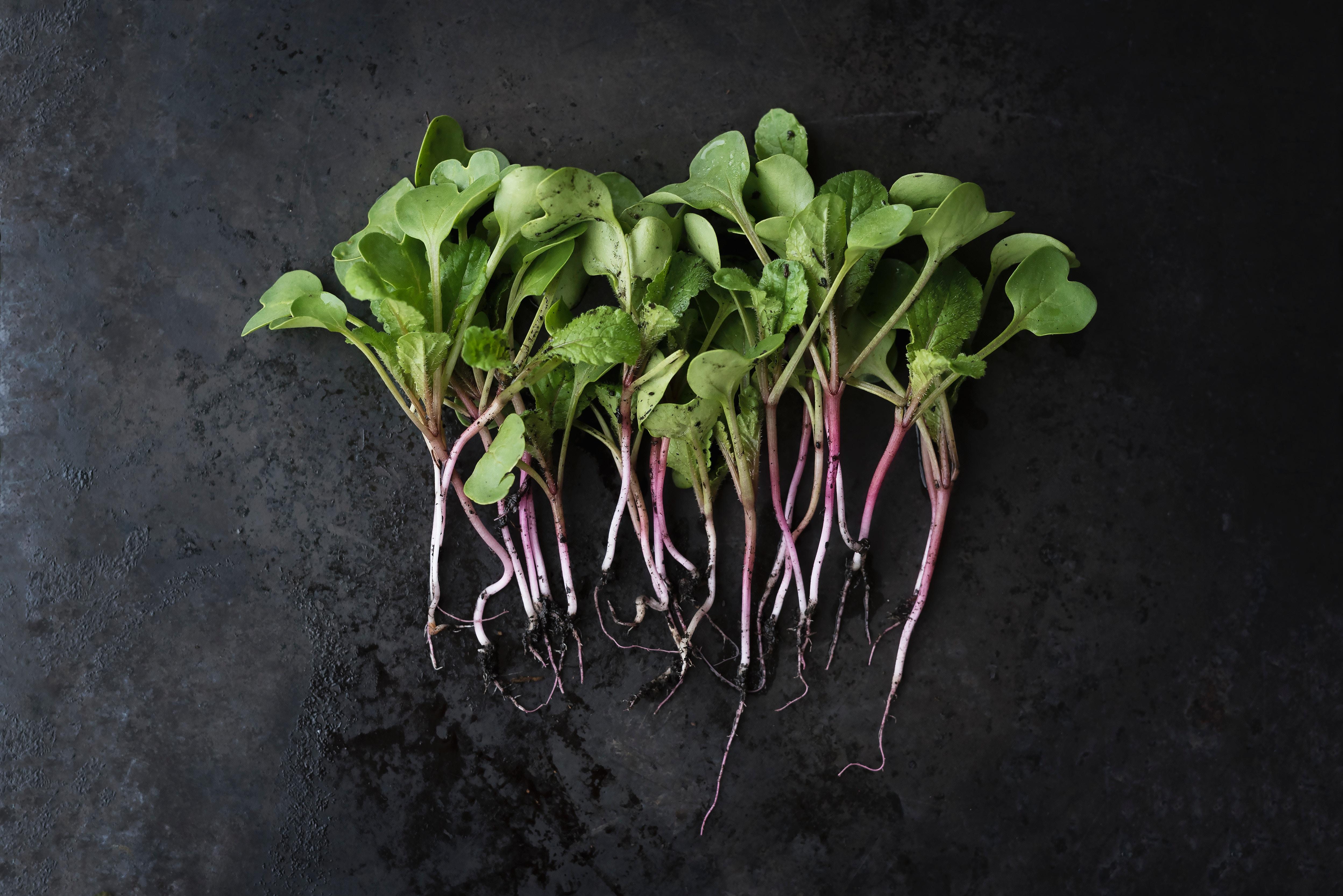 ייחור צמחים