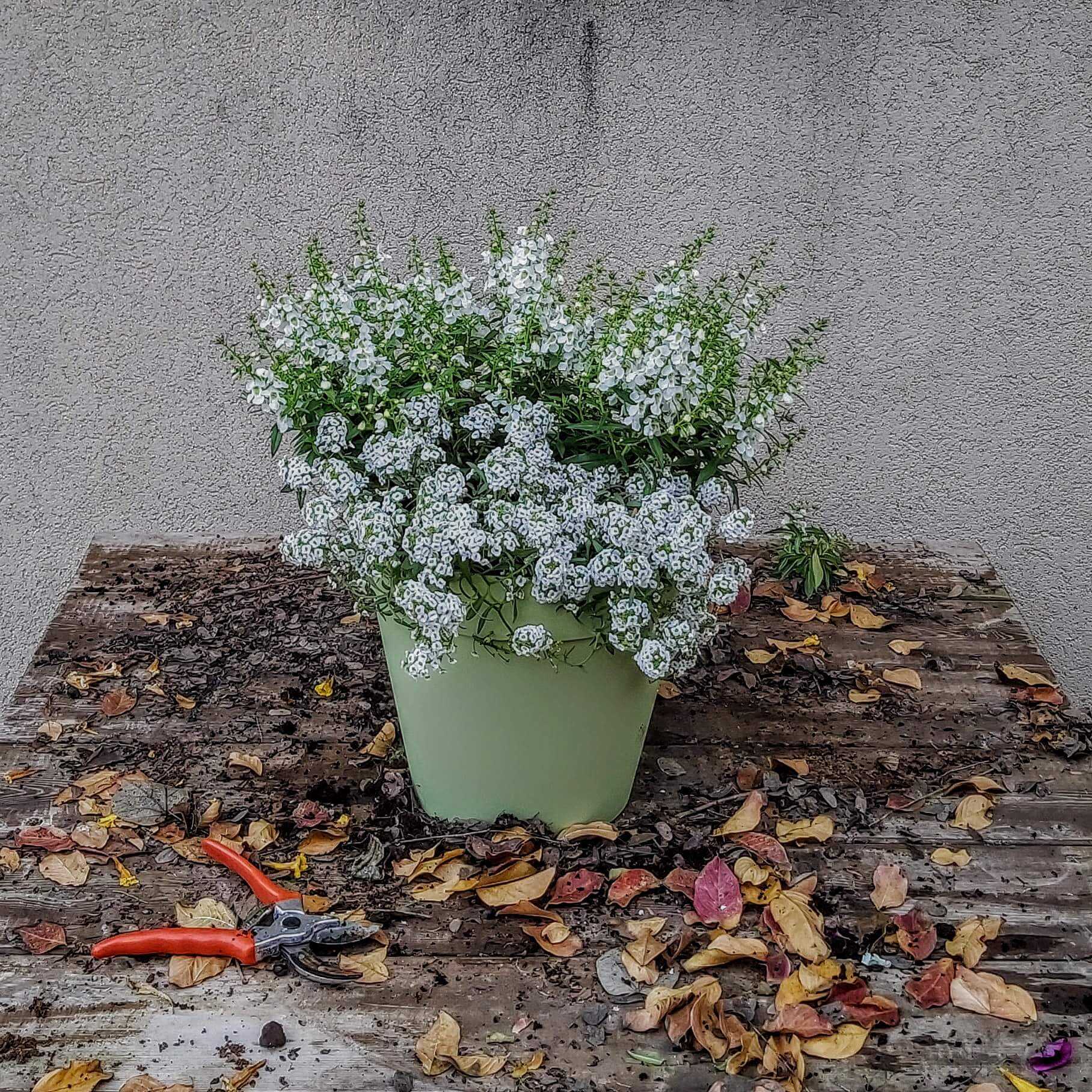 תערובת שתילה