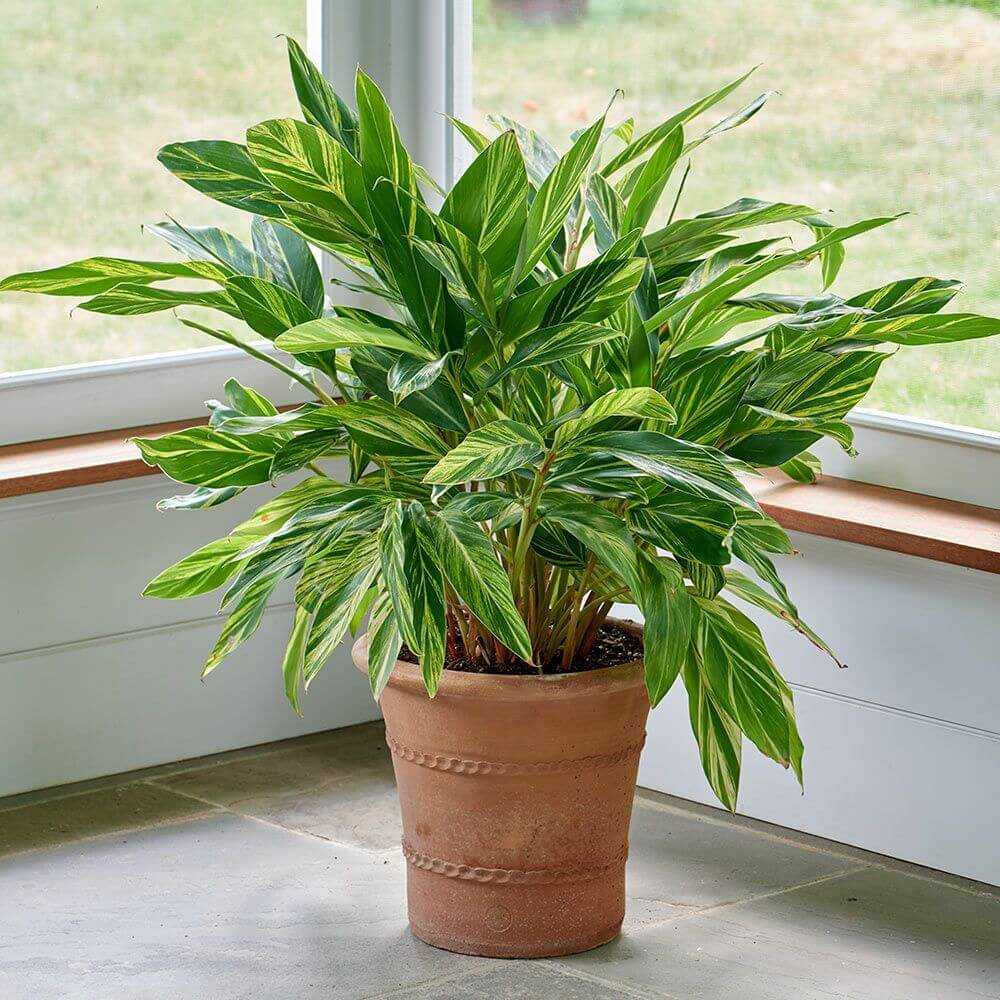 צמחי מרפסת נשכחים