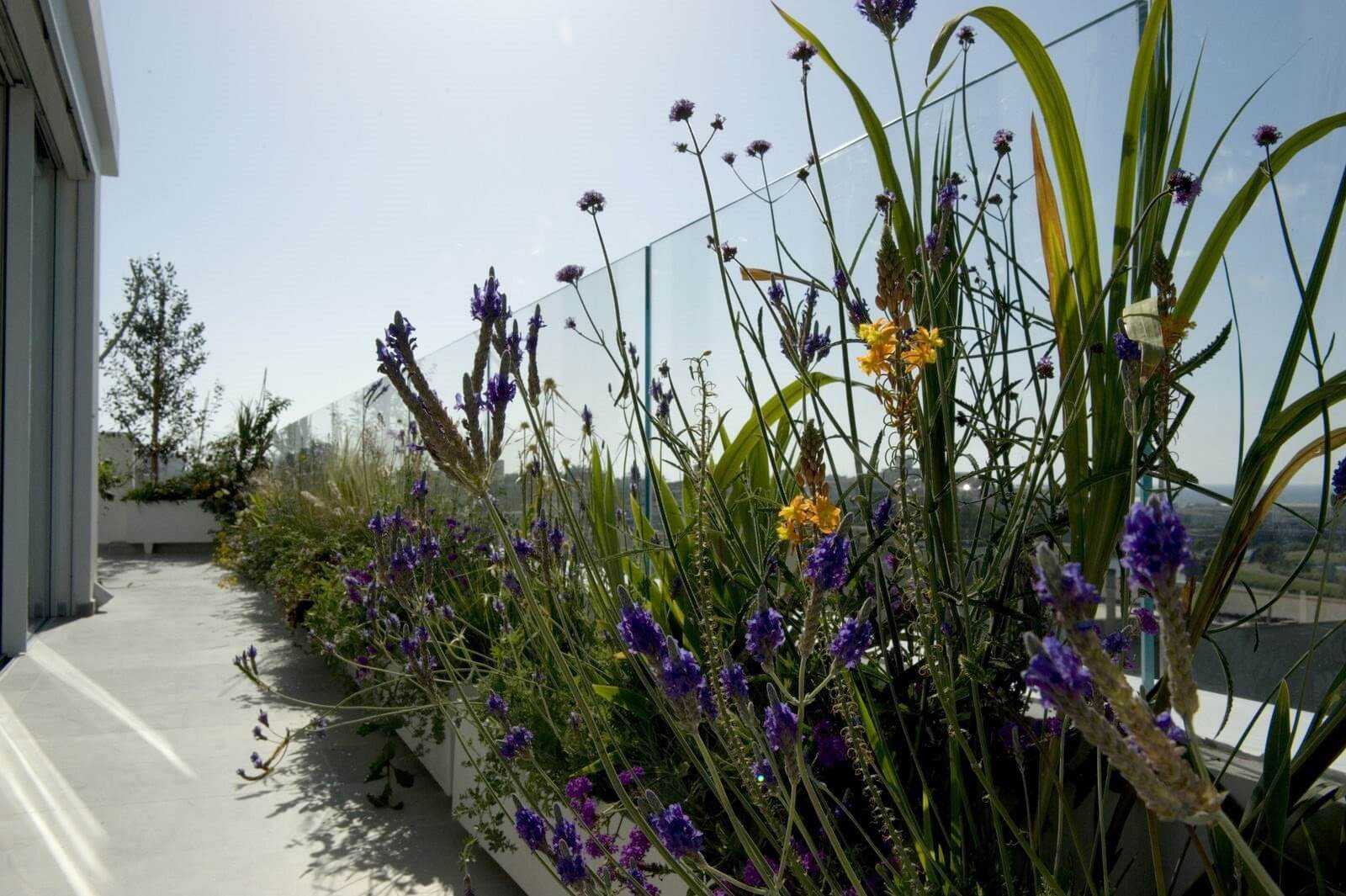 שילוב צמחים באדניות