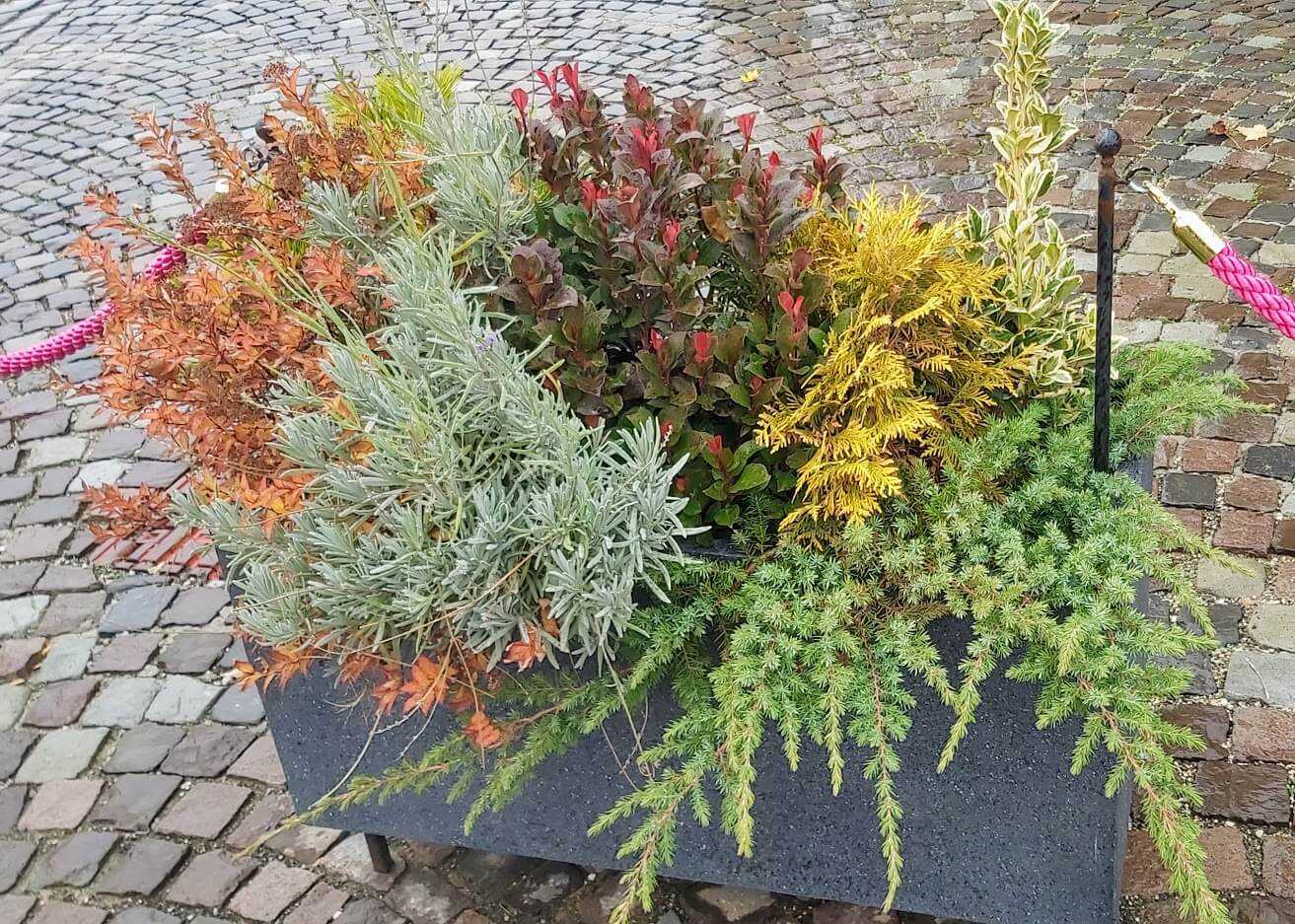 כיצד לשלב צמחים באדניות המרפסת?