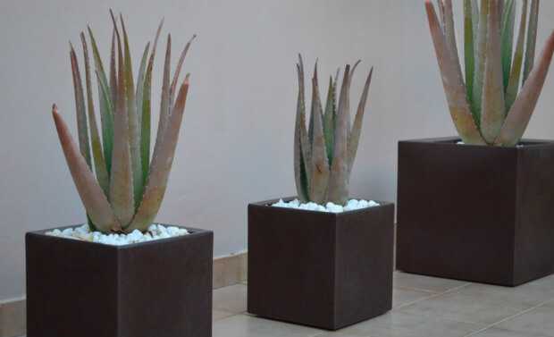 עציץ אדנית או כד