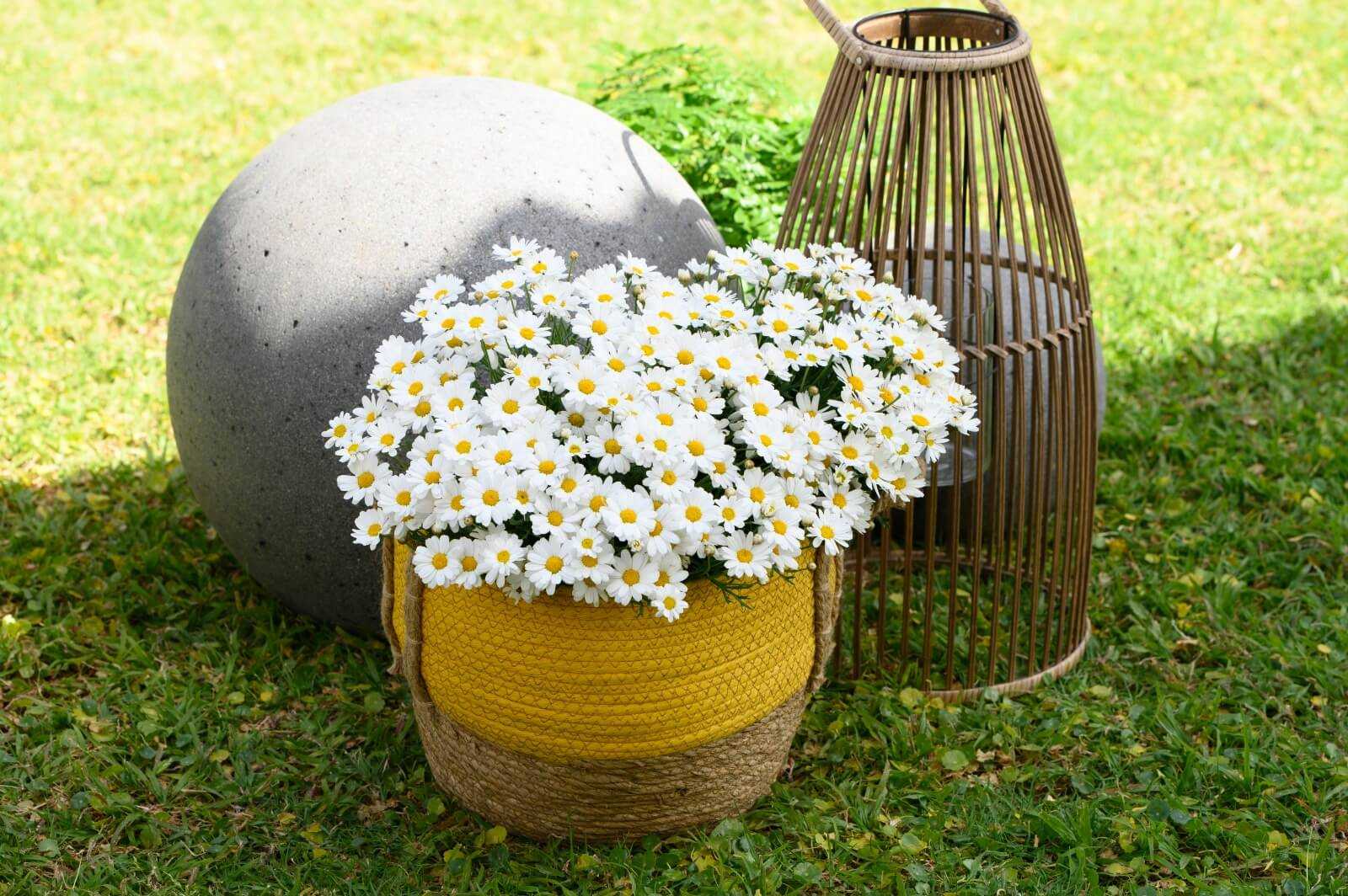 פורחים מומלצים לאדניות