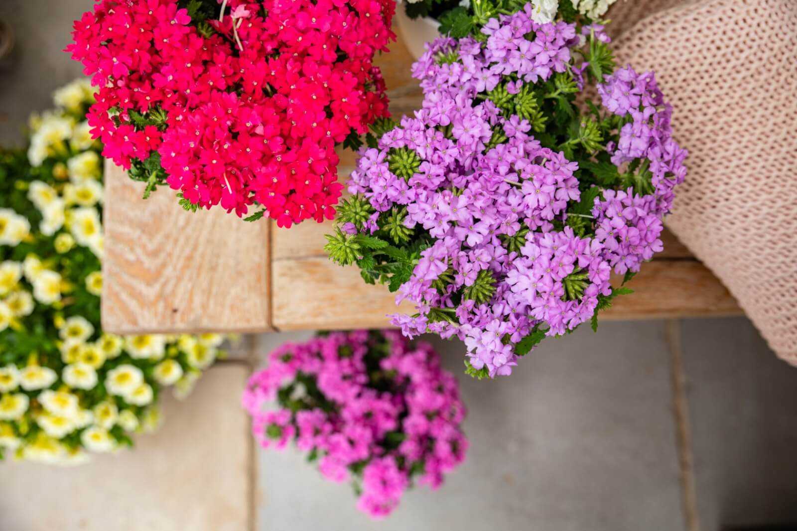 פורחים מומלצים לאדניות