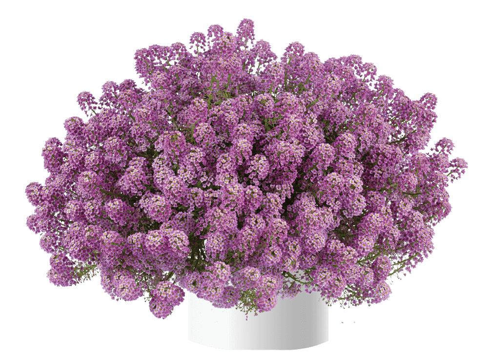 פורחים מומלצים לאדניות