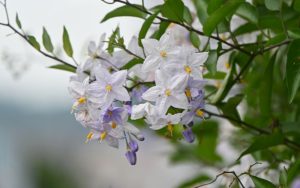 טרכלוספרמון יסמיני