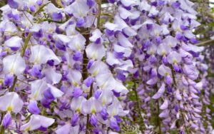 ויסטריה סינית