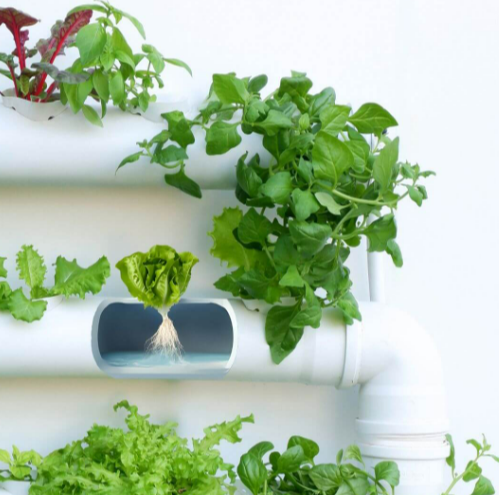 גידול הידרופוני